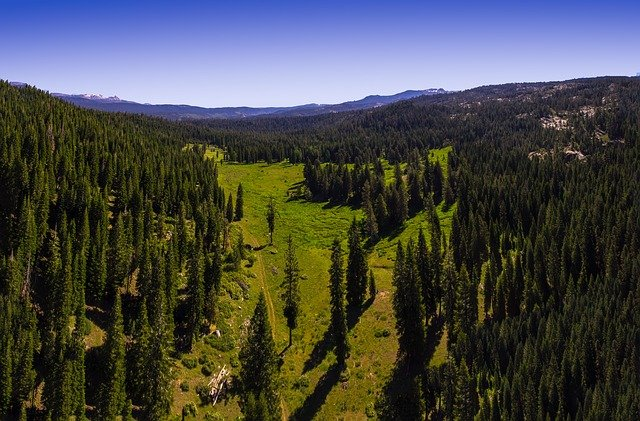 An aerial view of a lush green forest at Sierra NP