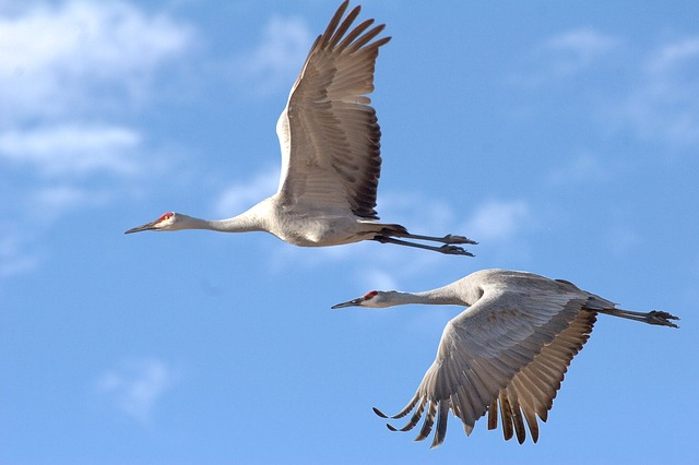 Two cranes are flying in a blue sky