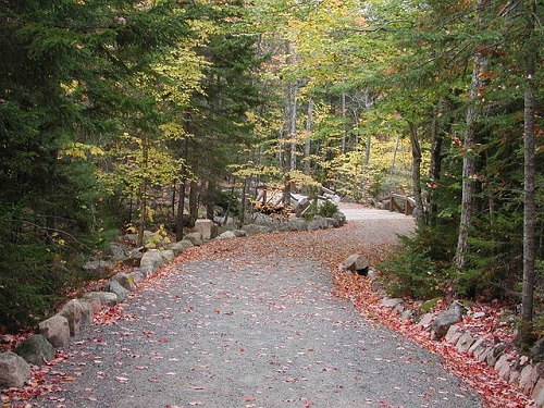 A dirt road in the middle of a forest covered in leaves in Acadia NP