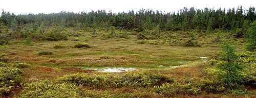 A swamp with trees in the background and a small pond in the middle in Bangor