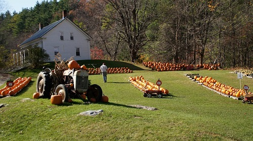 A tractor is parked in a field filled with pumpkins in new england