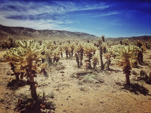 A field of cactus plants in Joshua Tree NP with mountains in the background.