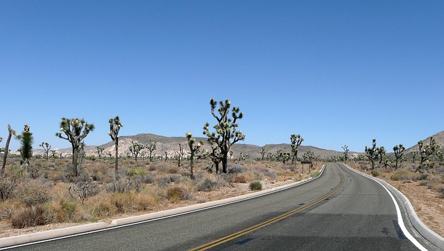 A road in Joshua Tree NP with Joshua trees on the side of it