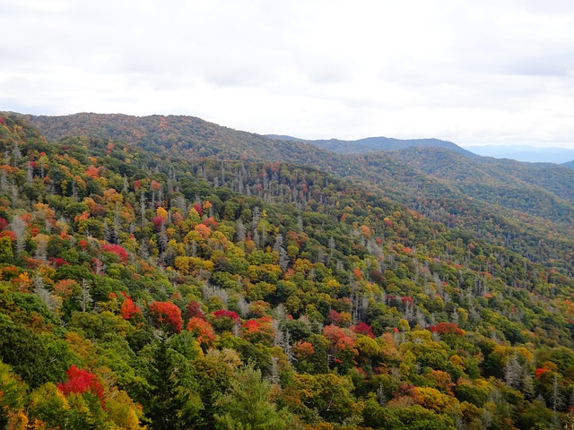 An aerial view of a lush green forest with mountains in the background in Great Smoky Mountains NP