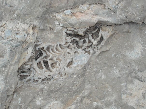 A close up of a rock with a fossil in it in guadalupe mountains np