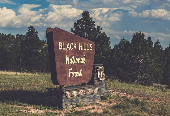 A sign for black hills national forest is sitting in the middle of a grassy field.