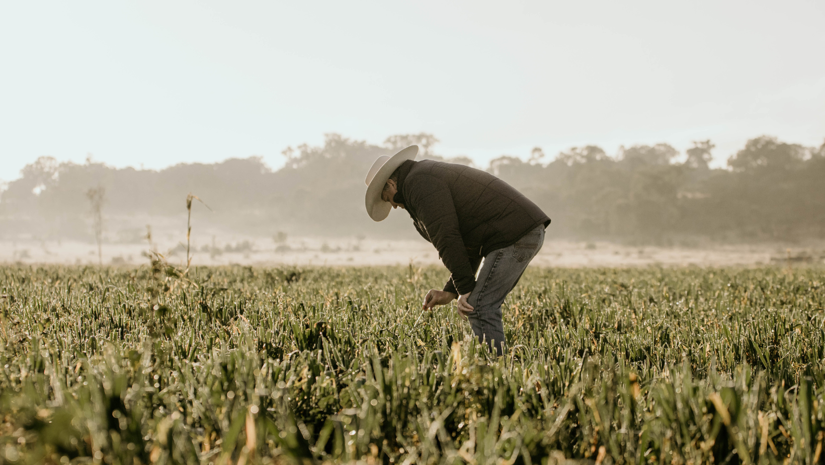 A man in a cowboy hat is picking vegetables in a field.