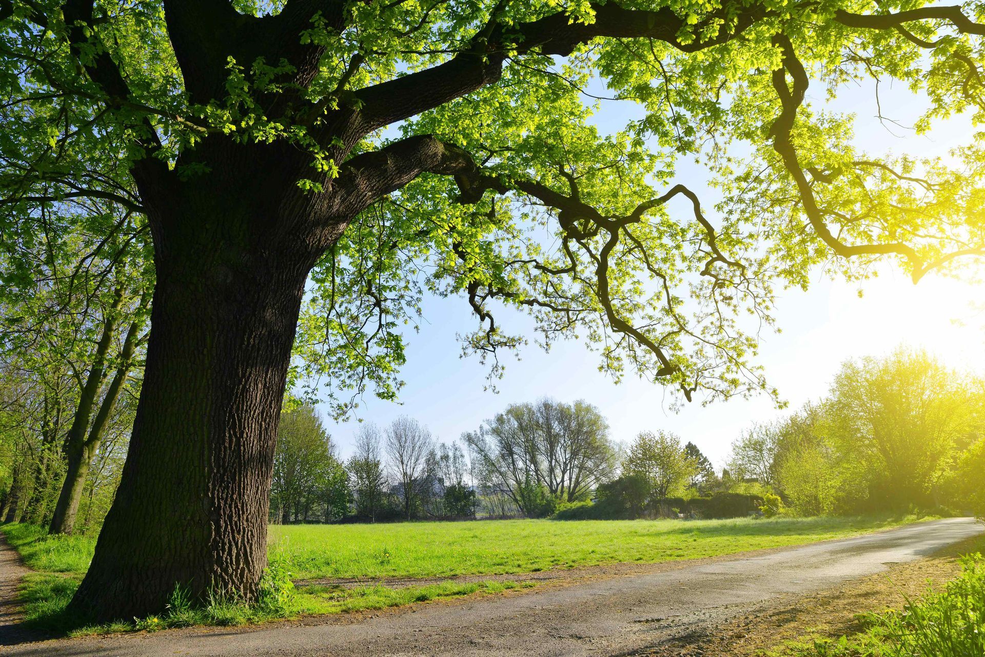 An oak tree along a dirt path in Florida