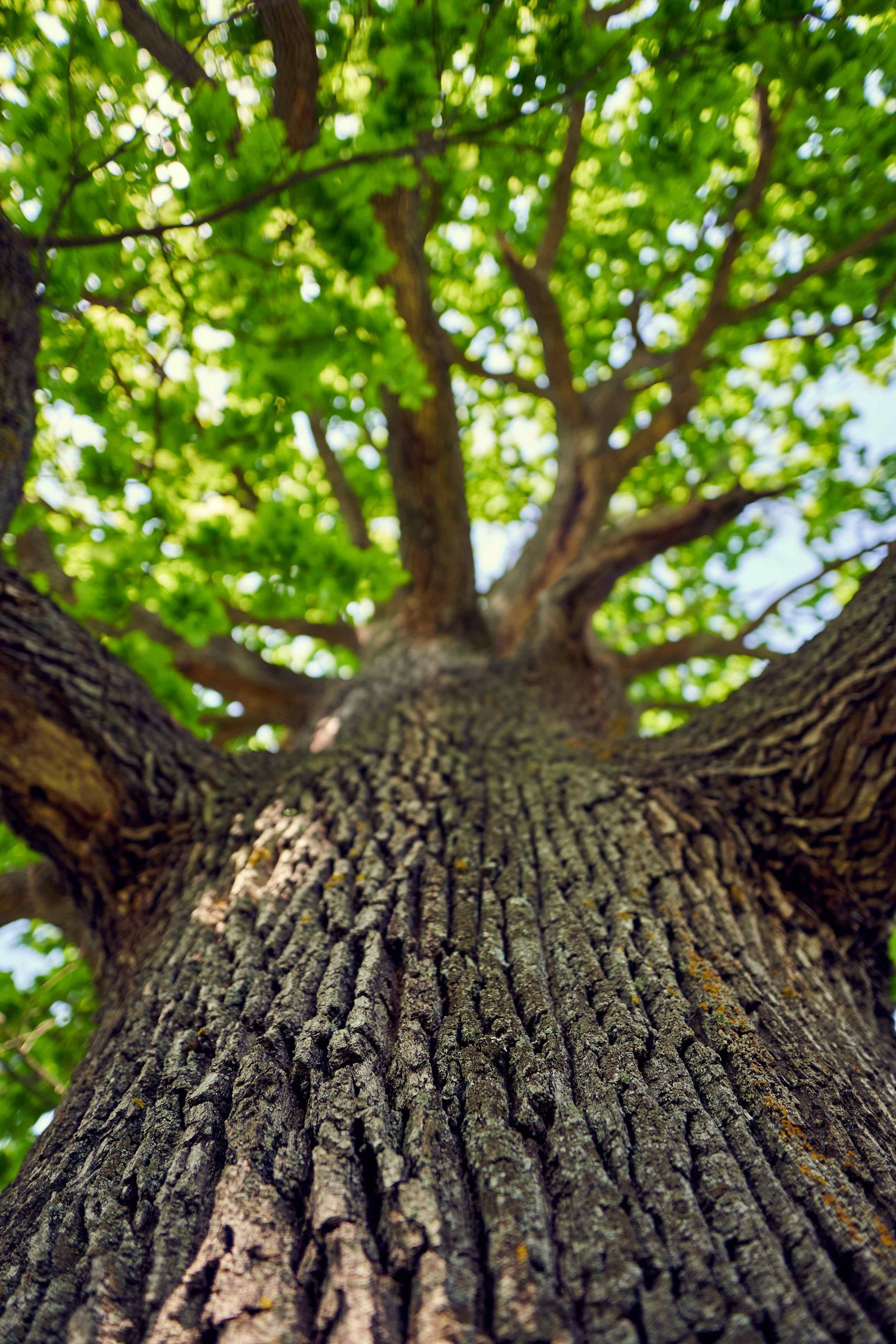 Underneath view of a big oak tree