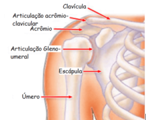 artrose-acromioclavicular-dr-guilherme-noffs-ortopedista-sao-paulo