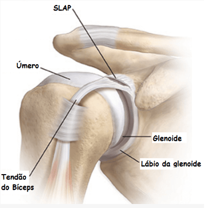 estrutura-ombro-dr-guilherme-noffs-ortopedista-cirurgia-ombro-sao-paulo