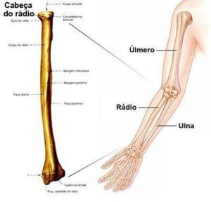 Um diagrama mostrando os ossos do braço e da mão