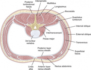 Um diagrama do interior do abdômen de uma pessoa com os rótulos camada posterior da bainha do reto e fáscia superficial