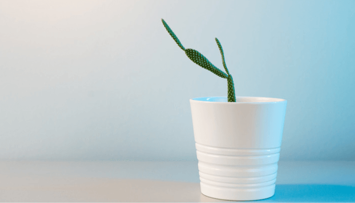 Minimalist  picture of a baby cactus in a white ceramic pot