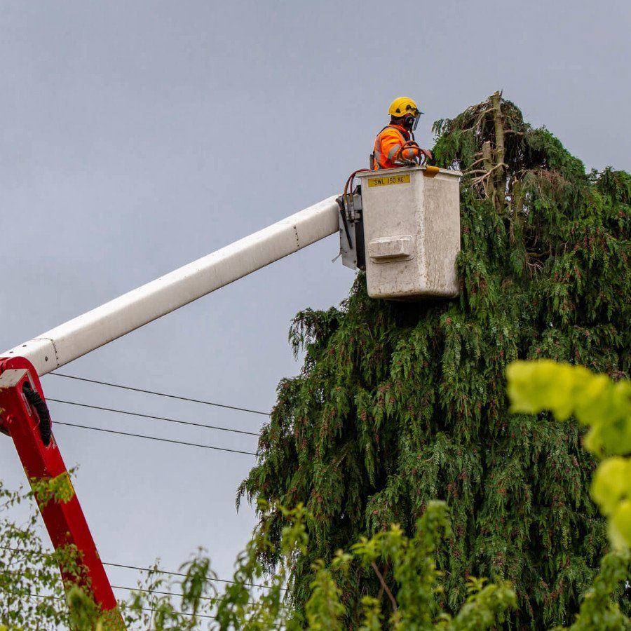 emergency tree service