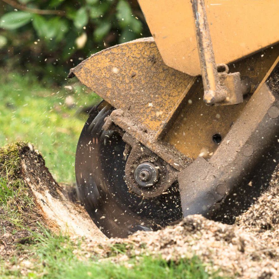 tree removal irvine ca