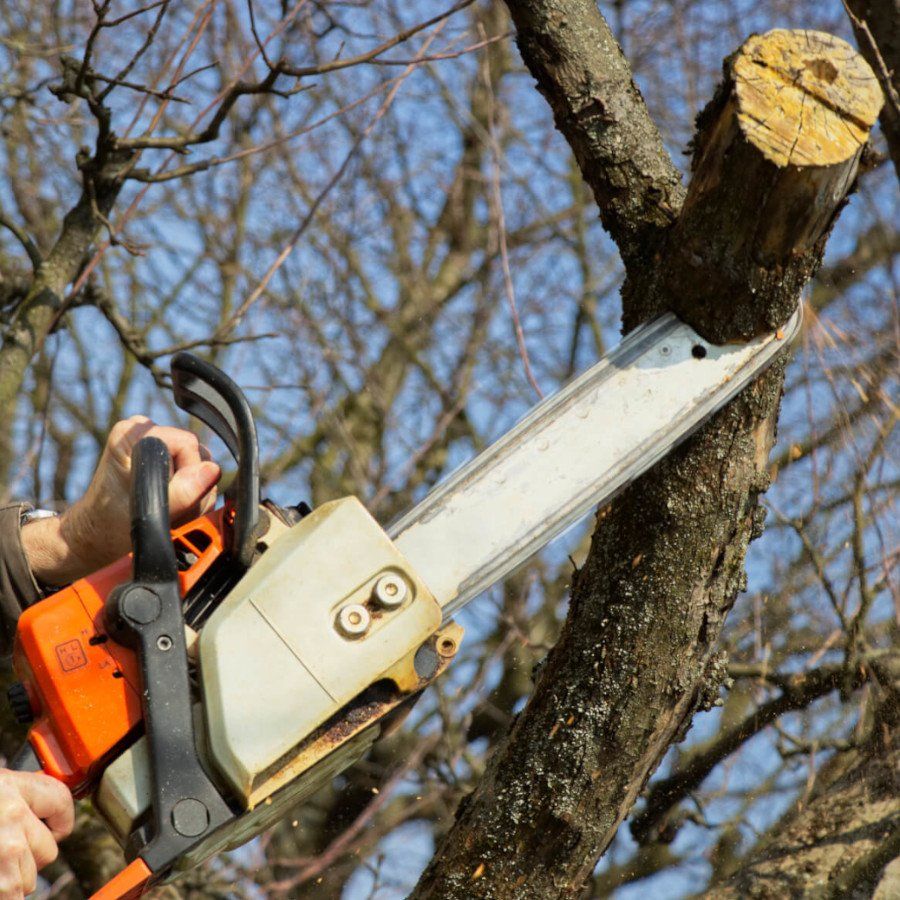 tree trimming irvine ca