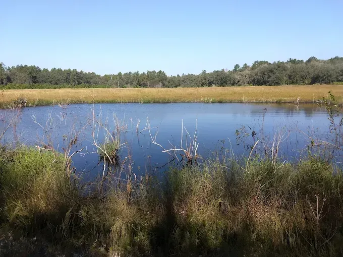 A calm blue pond surrounded by marshy grasses and a distant treeline under a clear blue sky.