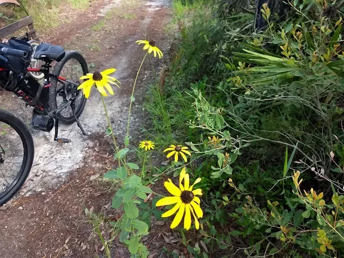 Yellow coneflowers bloom along a dirt path next to a bicycle.