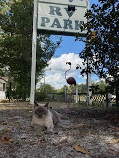 Cat resting in front of an RV Park sign with a flamingo statue and trees.