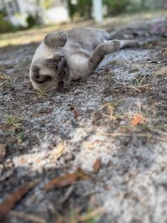 Tan cat lies on its back on a sandy patch of ground, one paw raised, outdoors.