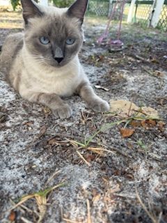 Seal point Siamese cat resting on sandy ground, looking directly at the viewer with blue eyes.