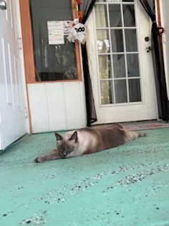 Cat lying stretched out on a teal porch, in front of a glass door.