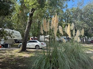 Camping area with RVs, a white car, and pampas grass.
