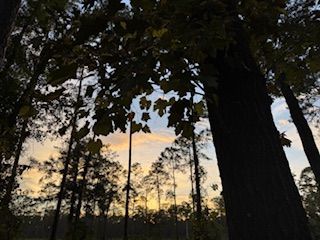 Trees silhouetted against a colorful sunset sky.
