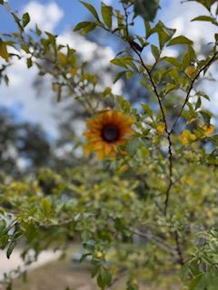 Yellow sunflower with a dark center, framed by green and yellow leaves, against a blurry sky.