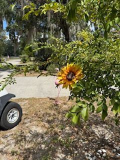 A large, artificial sunflower on a bush next to a golf cart on a path in a park-like setting.