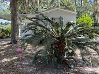 Cycas plant in a yard with a small light-colored house in the background. Pink flamingo lawn ornament.