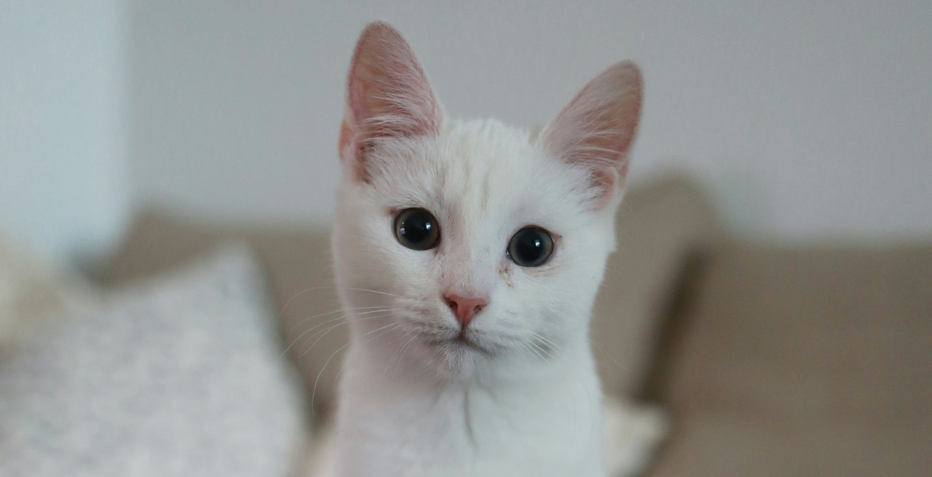 Um gato branco com nariz e orelhas rosadas encara o espectador diretamente, em um fundo desfocado.