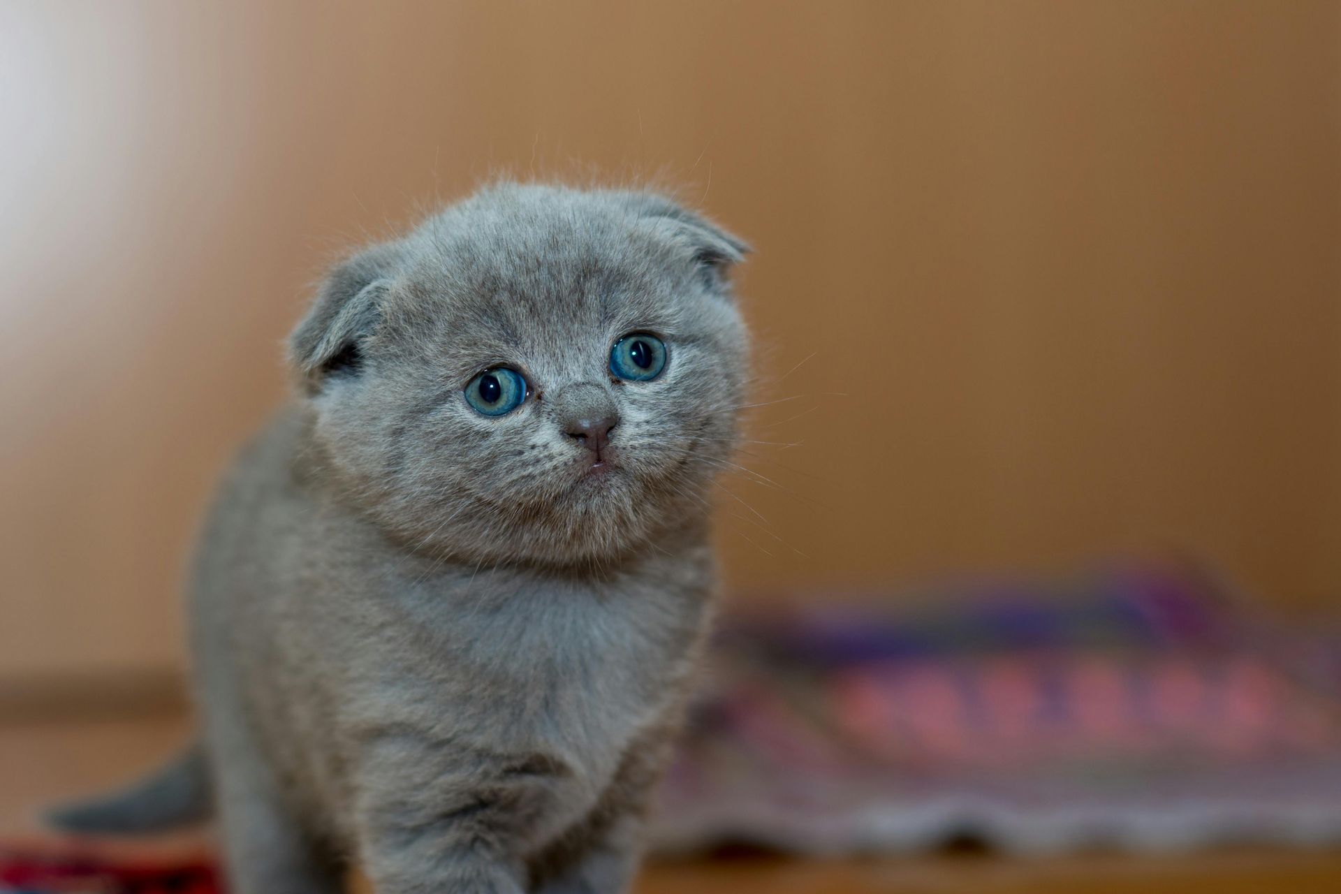 Gatinho Scottish Fold cinza, com orelhas dobradas e olhos azuis brilhantes, olhando para a câmera.
