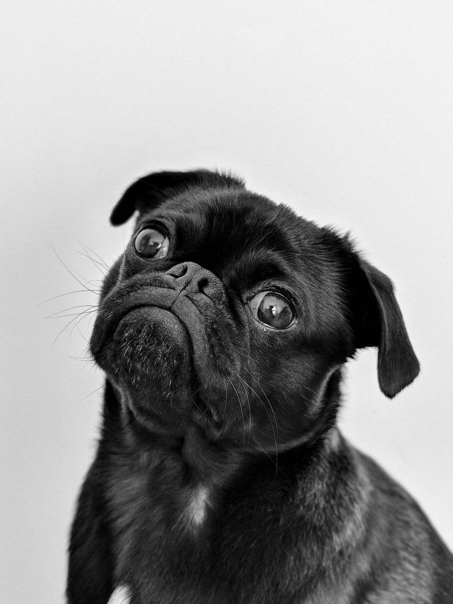 Cão pug preto inclina a cabeça, olhando para cima com uma expressão curiosa, contra um fundo branco.