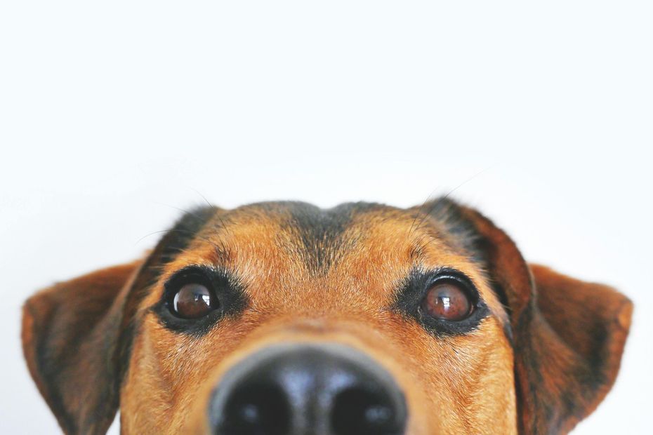 Rosto de cachorro, em close-up. Pelagem marrom e preta, olhos escuros e nariz preto, contra um fundo branco.