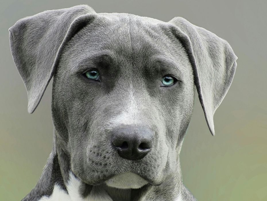 Dogue Alemão azul com olhos azuis brilhantes, olhando para o espectador.