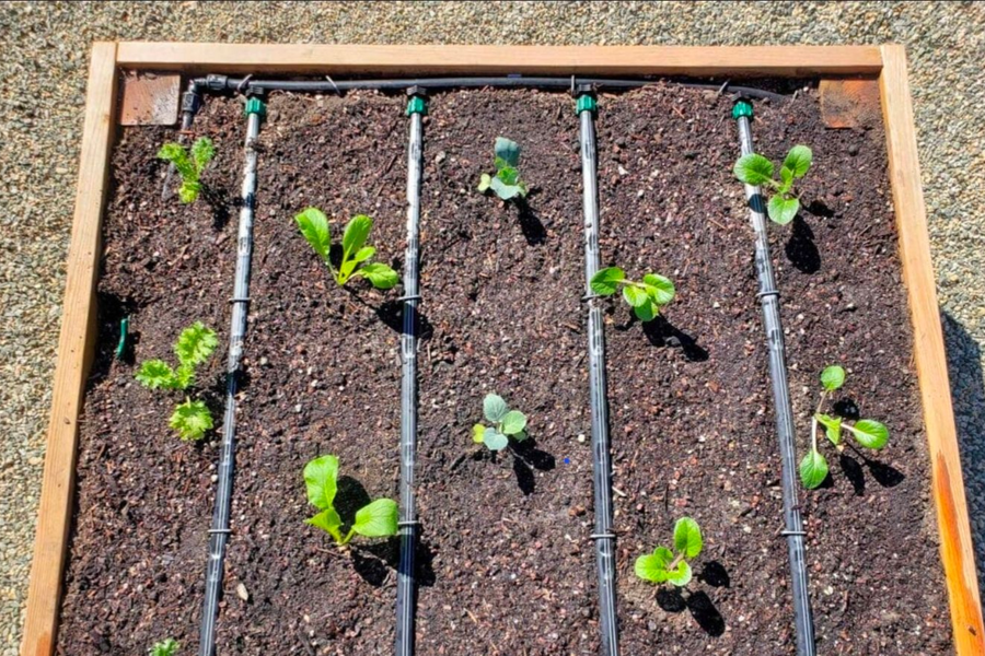 Seedlings growing in a wooden planter box with dark soil and black drip irrigation lines