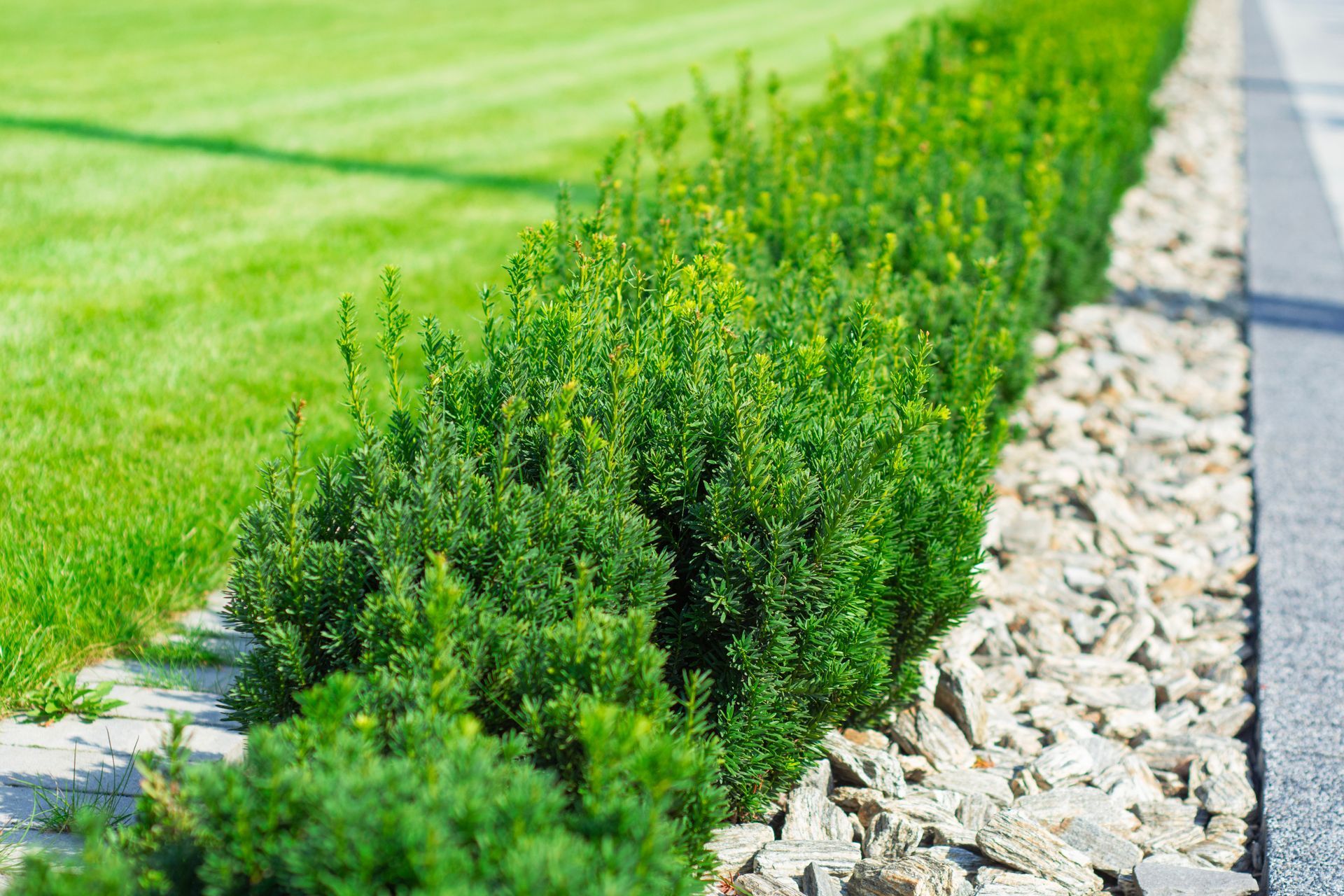 Neatly trimmed green hedge beside a lawn and a rock border on a sunny day