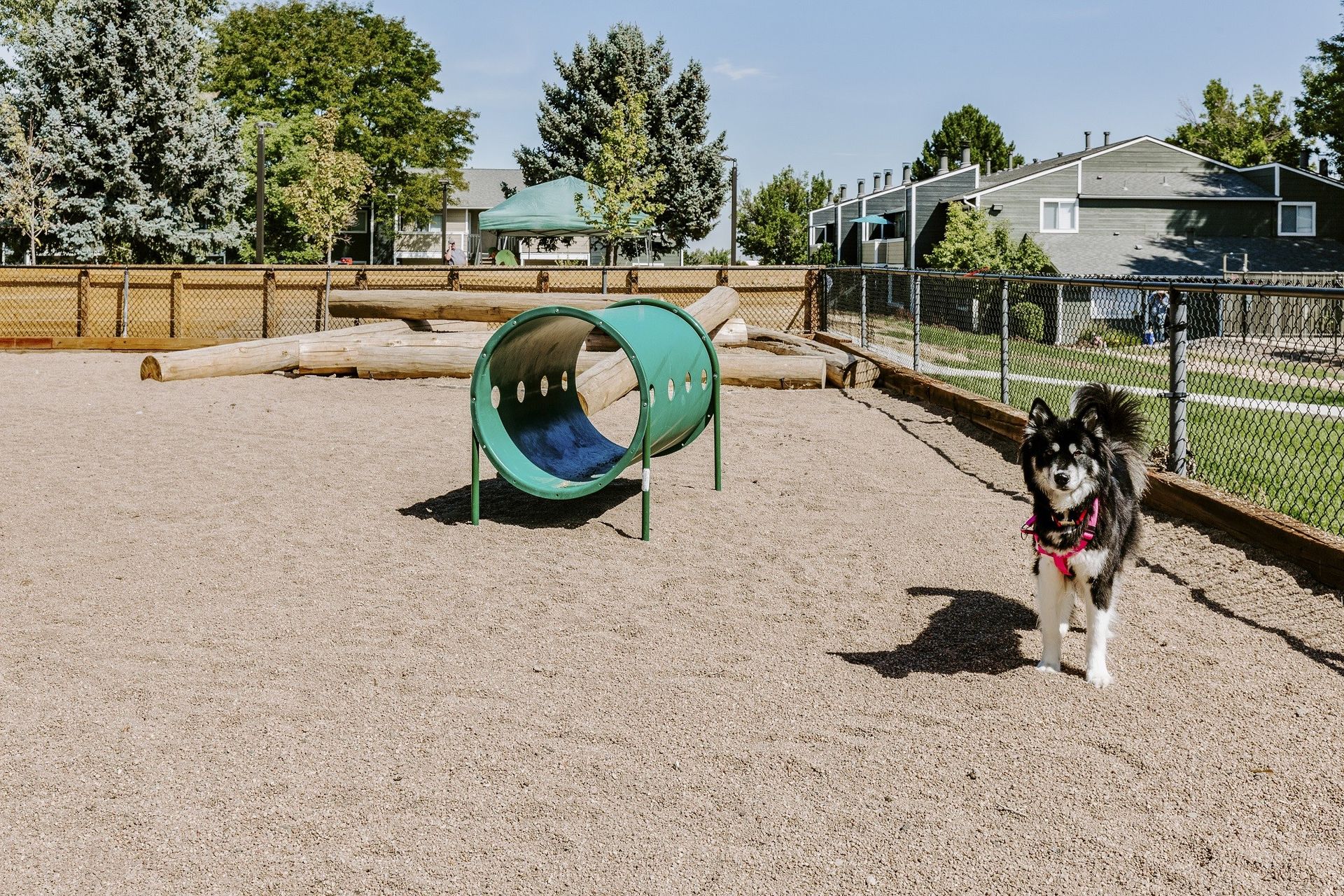 Dog in a fenced dog park with tunnel and logs; beige ground, trees, and buildings in the background at Westward Heights in Denver, CO.