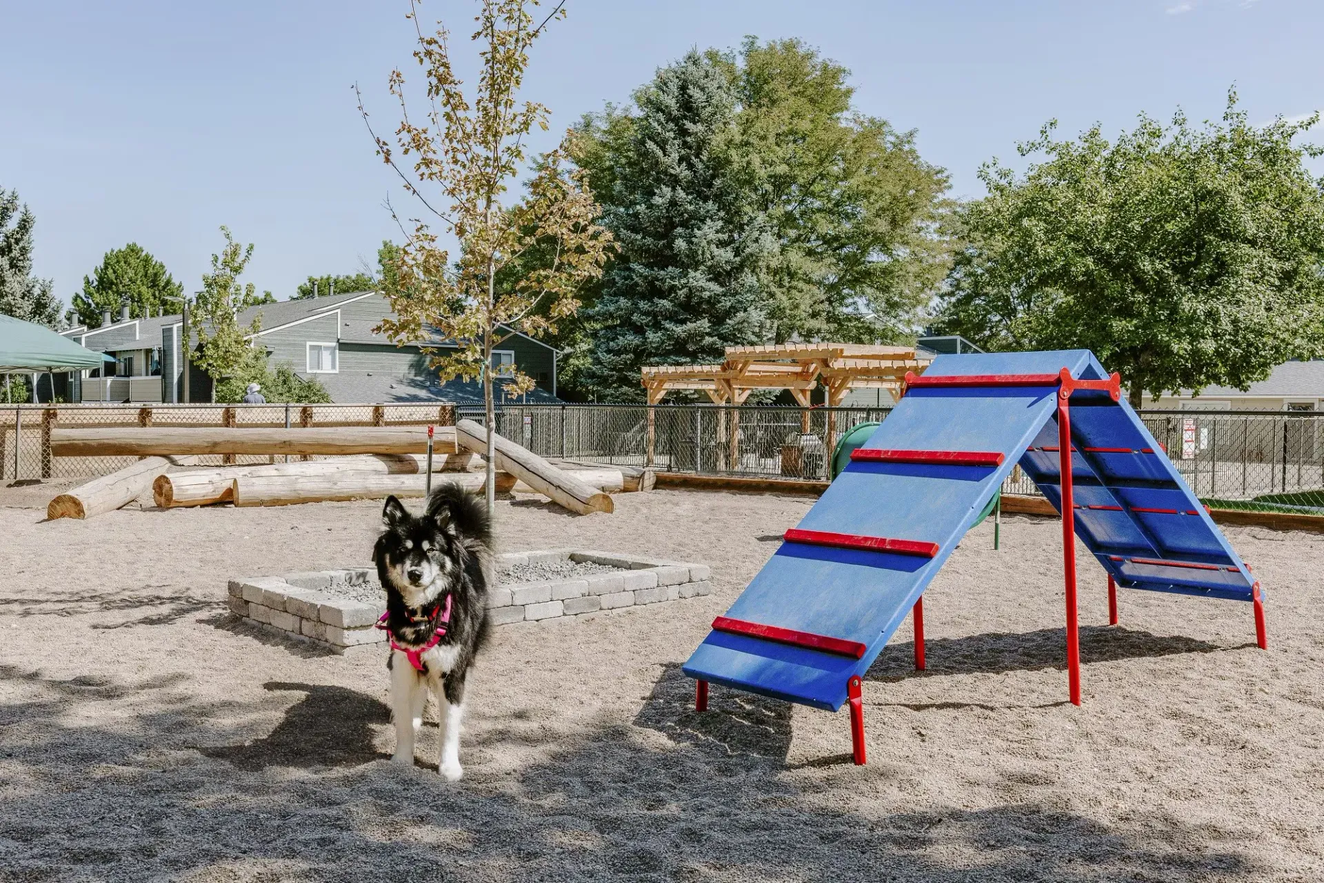 Dog at a dog park with agility equipment on a sunny day at Westward Heights in Denver, CO.