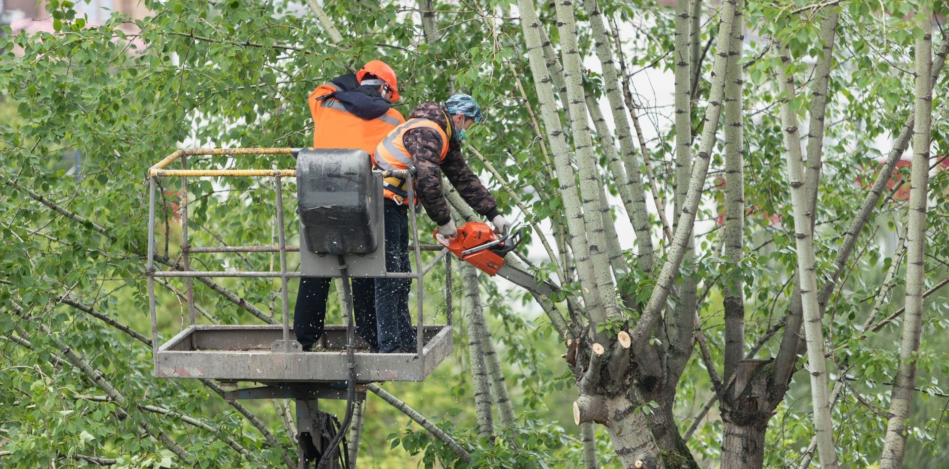 Two men are cutting a tree with a chainsaw.