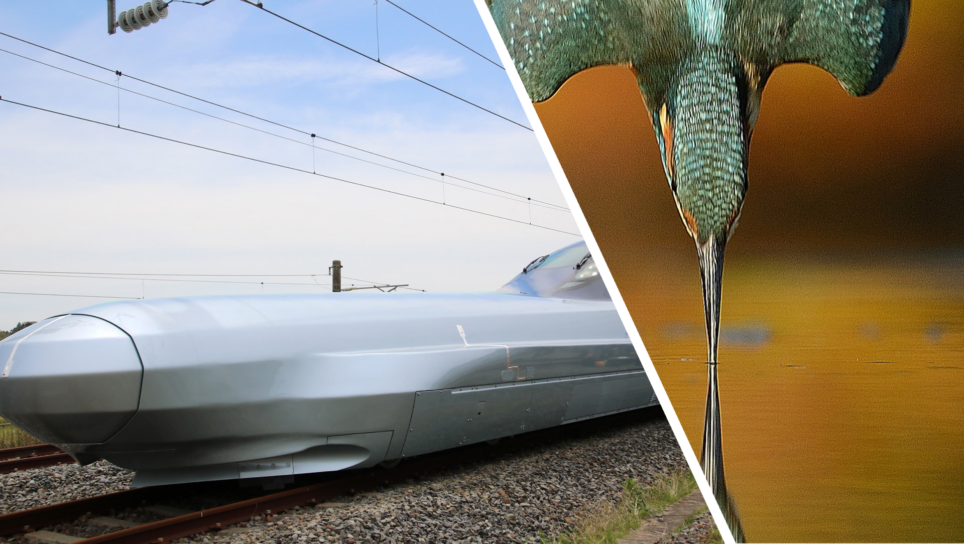 Japanese bullet train nose next to a Kingfisher bird in profile