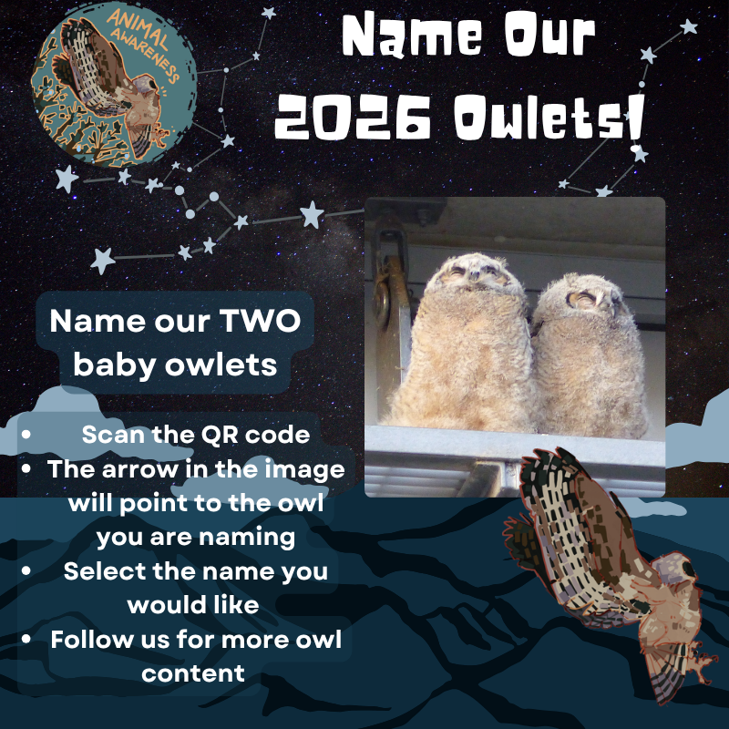 Great Horned Owls