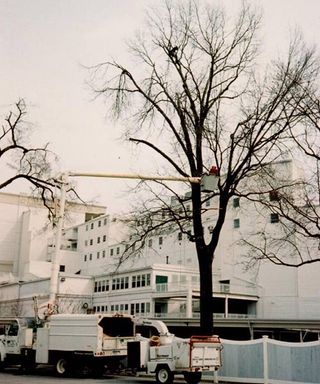 Daves Tree Surgeons — Branch Cutting in Louisville, KY Daves Tree Surgeons — Branch Cutting in Louisville, KY