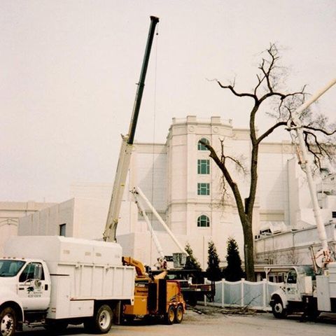 Tree Care — Crane Assisted Tree Trimming in Louisville, KY Tree Care — Crane Assisted Tree Trimming in Louisville, KY