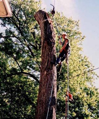 Tree Experts — Man on Tree in Louisville, KY Tree Experts — Man on Tree in Louisville, KY