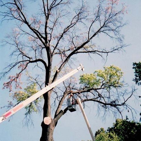 Tree Cabling — Tree with Few Leaves in Louisville, KY