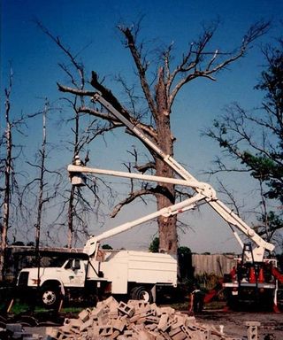 Tree Trimming — Trimmed Tree in Louisville, KY Tree Trimming — Trimmed Tree in Louisville, KY