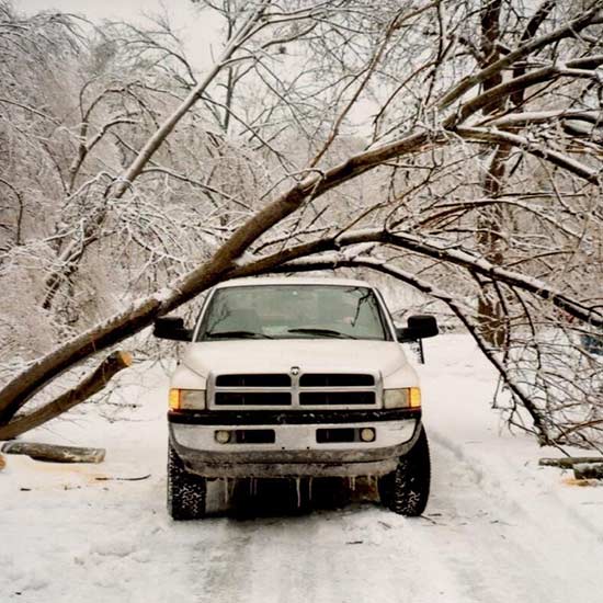 Tree Removal — Tree Fallen on Truck in Louisville, KY